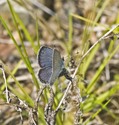 Eastern Tailed-Blue - North of Debert, 2013-08-21