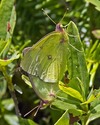 Pink-edged Sulphur - near Dollar Lake, 2013-07-22