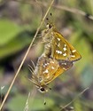 American Branded Skipper - , 2013-08-25