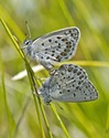 Northern Blue - Near Canso, NS, 2013-07-07