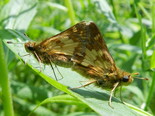 Peck's Skipper - Apple River, NS, 2013-07-04