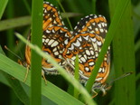 Harris's Checkerspot - Apple River, NS, 2013-06-29