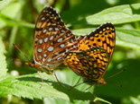 Atlantis Fritillary - Apple River, NS, 2013-07-13