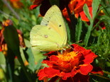 Orange Sulphur - Apple River, NS, 2013-08-24