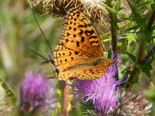 Aphrodite Fritillary - Spencer's Island, 2013-08-24
