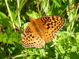 Aphrodite Fritillary - Spencer's Island, 2013-08-24