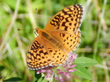 Aphrodite Fritillary - Spencer's Island, 2013-08-24
