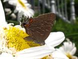 Striped Hairstreak - Dartmouth, NS, 2013-07-28