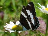 White Admiral - Apple River, NS, 2013-07-13