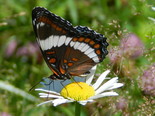 White Admiral - Apple River, NS, 2013-07-13
