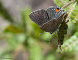 Gray Hairstreak - Black River Lake (Methals Road), 2009-06-04
