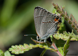 Gray Hairstreak - Black River Lake (Methals Road), 2009-06-04