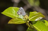 Northern Spring Azure - Pockwock Road, 2013-05-31
