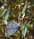 Northern Spring Azure - Thomas Raddall PP, 2008-05-25