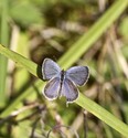 Eastern Tailed-Blue - Lochaber Mines, 2013-09-07