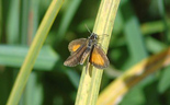 Least Skipper - Miners Marsh, NS, 2013-08-24