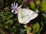 Clouded Sulphur - Brier Island, 2013-09-19
