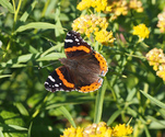 Red Admiral - Brier Island, 2013-09-20