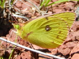Clouded Sulphur - Near Spicer's Cove, 2013-08-06