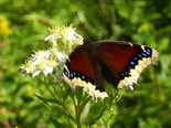 Mourning Cloak - Apple River, NS, 2013-09-09