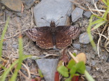 Dreamy Duskywing - Pockwock Road, 2014-06-13