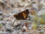 Hobomok Skipper - Pockwock Road, 2014-06-13