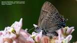 Banded Hairstreak - Kentville, N.S., 2014-07-10
