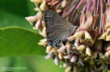 Banded Hairstreak - Kentville, N.S., 2014-07-10