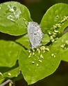 Northern Spring Azure - Smiley's Provincial Park, 2014-06-23