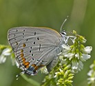 Acadian Hairstreak - North Wallace Road, 2014-07-20