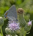 Acadian Hairstreak - Fountain Rd. bridge, Wallace River, 2014-07-20