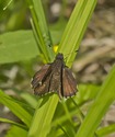 Common Roadside-Skipper - Pockwock Road, 2014-07-02