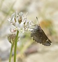 Common Roadside-Skipper - Pockwock Road, 2014-07-02