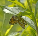 Harris's Checkerspot - Pockwock Road, 2014-07-02