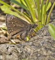 Dreamy Duskywing - West of Mt. Uniacke, 2014-06-02