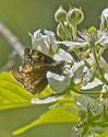 Juvenal's Duskywing - Roach's Pond, Spryfield, 2014-06-09