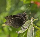 Northern Cloudywing - Debert, N.S., 2014-07-13
