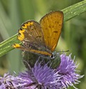 Bronze Copper - North Wallace Road, 2014-07-20