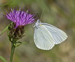 Mustard White - Near Windsor, 2014-07-18
