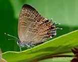 Striped Hairstreak - Kentville, N.S., 2014-07-22