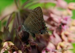 Striped Hairstreak - Kentville, N.S., 2014-07-22