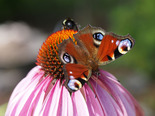 European Peacock - Near Halifax, 2014-08-12