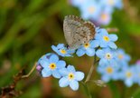 Northern Spring Azure - Sambro, 2011-05-27
