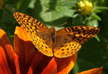 Great Spangled Fritillary - Shelburne, 2014-07-14