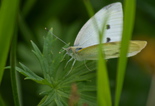 Cabbage White - Pugwash, 2014-07-19