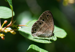 [Little Wood-Satyr image]