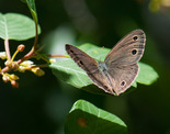 Little Wood-Satyr - Kentville, NS, 2015-06-18