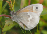 Common Ringlet - Brier Island, 2015-06-26