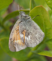 Common Ringlet - Brier Island, 2015-06-26