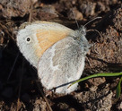 Common Ringlet - Brier Island, 2015-06-27